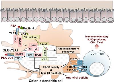 Exploring the Gut-Brain Axis for the Control of CNS Inflammatory Demyelination: Immunomodulation by Bacteroides fragilis’ Polysaccharide A